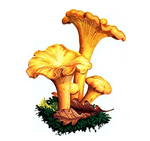Vulpi