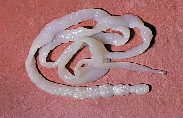 cum arată o tenia de taur