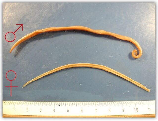 cum arată viermii rotunzi