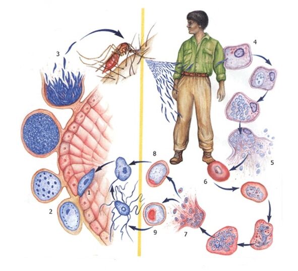 metode de reproducere a paraziților protozoare